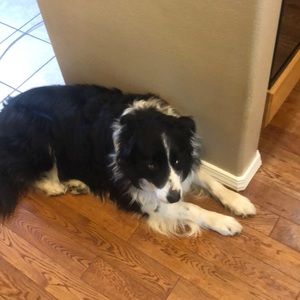 Meet your Posher, Isaac